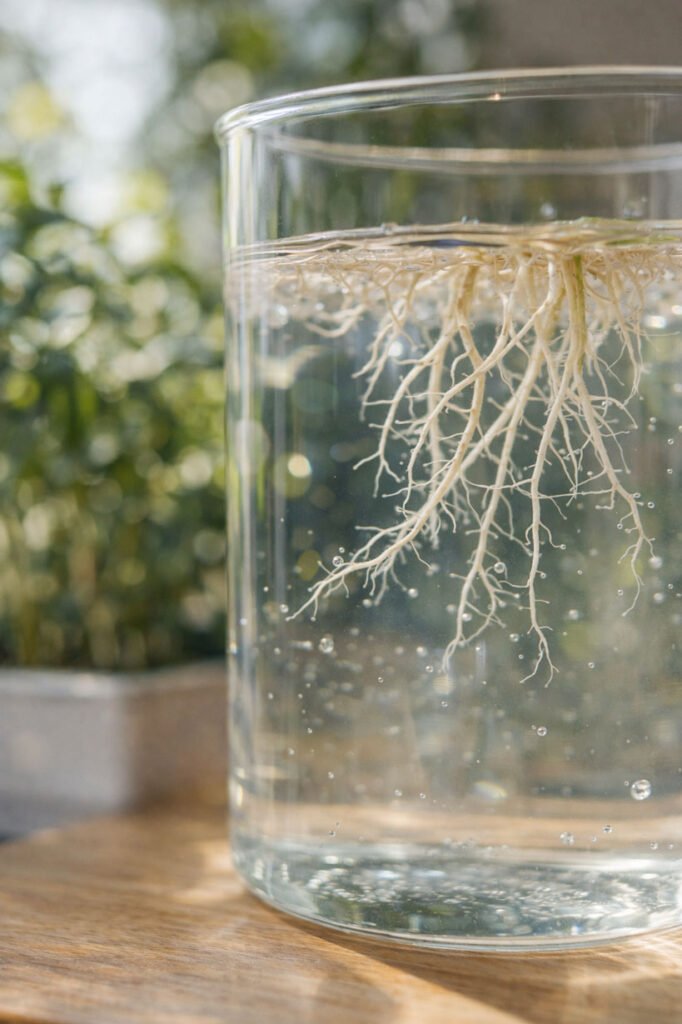 Électro-conductivité de l’eau et nutriments dissous dans une solution nutritive pour plantes d’intérieur